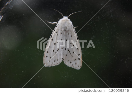 Yellow-barred Spotted Moth Yellow-barred Spotted Moth 120059246