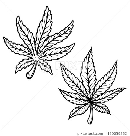 Illustration of cannabis leaf. Design element for poster, t shirt, sign. Vector illustration 120059262