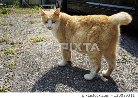 A brown-and-red tabby cat turns around and looks at me A brown-and-red tabby cat turns around and looks at me 120059311