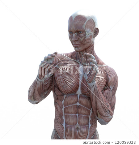 Muscle specimen male perming 3DCG illustration material 120059328
