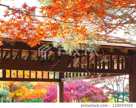 北海道平岡樹藝術中心Azumaya秋景與日本庭園秋葉 北海道平岡樹藝術中心Azumaya秋景與日本庭園秋葉 120059383