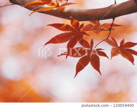 Autumn Hiraoka Arboriculture Center Autumn leaves 120059400