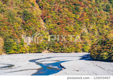 [Shizuoka Prefecture] Beautiful autumn foliage at Lake Hatanagi (the source of the Oi River) - Hatanagi Suspension Bridge seen from a forest road (people can be seen crossing) 120059407