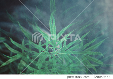 A fantastic cannabis smoky, misty, mysterious image 120059468