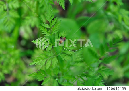 黑毛 黑毛 120059469