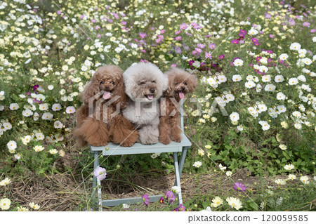 Cosmos and three toy poodles sitting on a bench and laughing Cosmos and three toy poodles sitting on a bench and laughing 120059585