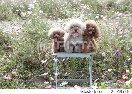 Cosmos and three toy poodles sitting on a bench and laughing Cosmos and three toy poodles sitting on a bench and laughing 120059586