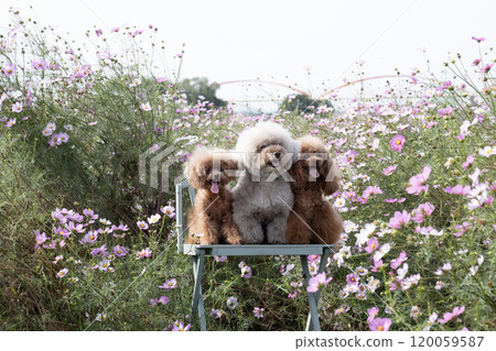 Cosmos and three toy poodles sitting on a bench and laughing 120059587