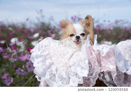 Cosmos field and a caged Chihuahua on land Cosmos field and a caged Chihuahua on land 120059588