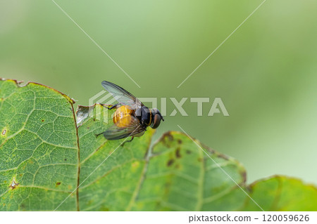 Daimyo flat-headed parasitoid fly Daimyo flat-headed parasitoid fly 120059626