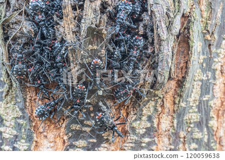 A flock of assassin bug larvae clustered on a tree trunk 120059638