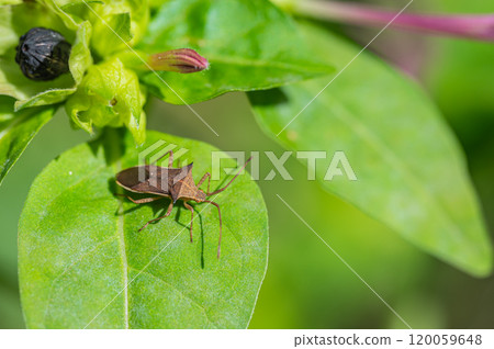 Hosohari stink bug 120059648