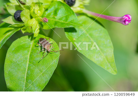 Hosohari stink bug 120059649