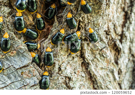 Black leaf beetles crowding together on tree trunks to hibernate during the winter 120059652