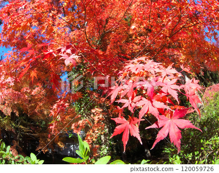 顏色漂亮 顏色漂亮 120059726