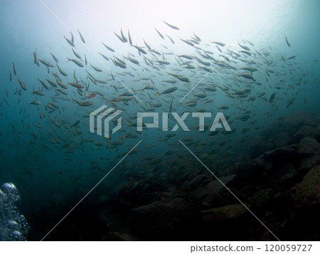 抬頭看很多魚 120059727