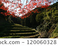 今治市玉川市石織神社的楓葉和梯田 120060328