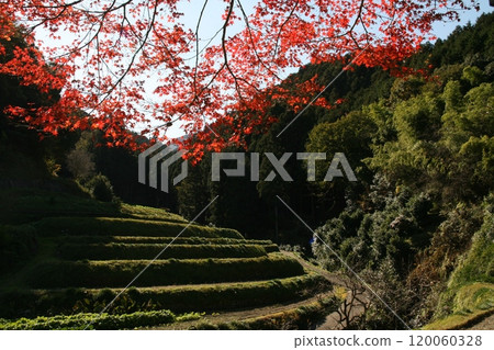 Maple trees and terraced fields at Ishiori Shrine in Tamagawa, Imabari City Maple trees and terraced fields at Ishiori Shrine in Tamagawa, Imabari City 120060328