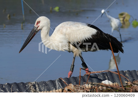 Storks to feed on lotus fields 120060409