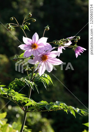 Emperor Dahlia seen on Umashima Island in the Kurushima Strait Emperor Dahlia seen on Umashima Island in the Kurushima Strait 120060554