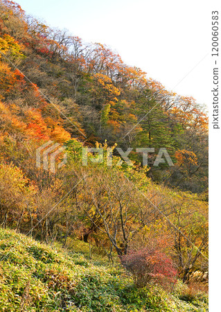 A famous spot for viewing autumn leaves: the colorful mountain scenery, a view of the Torii Pass area, Akagi Park 120060583