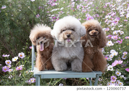 三隻玩具貴賓犬坐在宇宙長凳上笑著 120060737