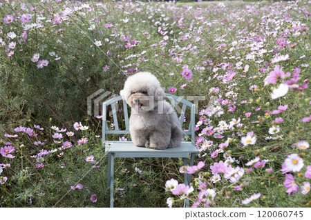 Cosmos and Sweet Potato, a toy poodle, sitting on a bench and smiling Cosmos and Sweet Potato, a toy poodle, sitting on a bench and smiling 120060745