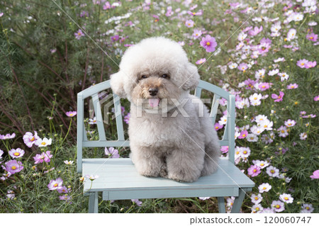 Cosmos and Sweet Potato, a toy poodle, sitting on a bench and smiling 120060747