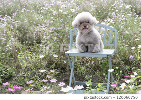Cosmos and Sweet Potato, a toy poodle, sitting on a bench and smiling 120060750