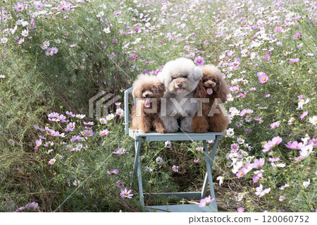 Cosmos and three toy poodles sitting on a bench and laughing 120060752