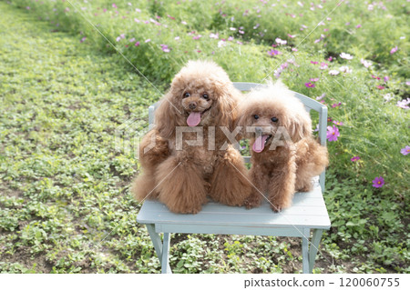 玩具貴賓犬蒂羅爾和馬龍與科斯莫斯坐在長凳上大笑 120060755