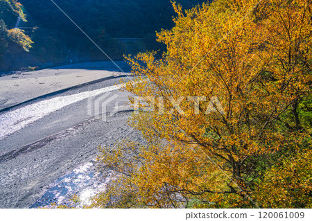 [Shizuoka Prefecture] Beautiful autumn foliage at Lake Hatanagi (the source of the Oi River) - View of the downstream area from the Hatanagi Suspension Bridge 120061009