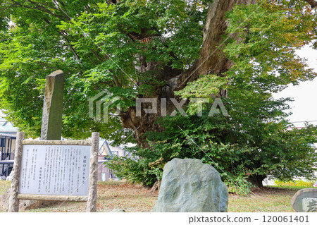 Higashine's large zelkova tree and information board Higashine's large zelkova tree and information board 120061401