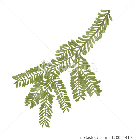 leaf, watercolor, foliage 120061419