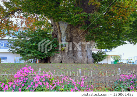 Pink flowers and large zelkova tree 120061482