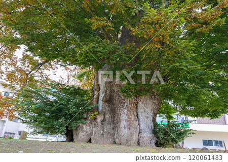 巨大的櫸木樹幹和秋葉 巨大的櫸木樹幹和秋葉 120061483