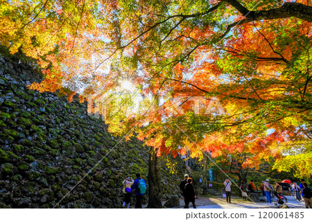 小諸城遺址石牆與秋葉 120061485