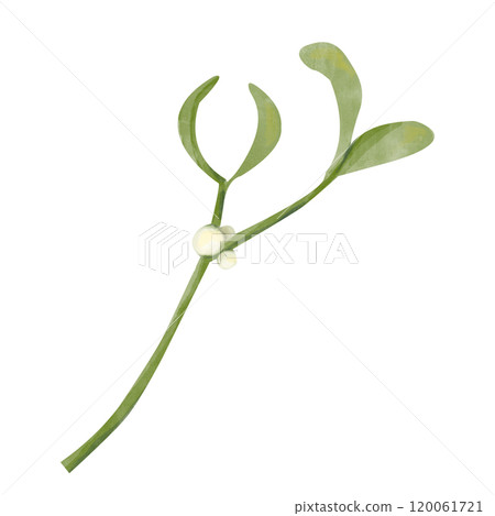 mistletoe, watercolor, leaf 120061721