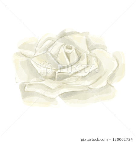 Watercolor Open White Rose Bud Flower. Winter Holiday Attribute. Digital Illustration for Printing and Web.	 120061724