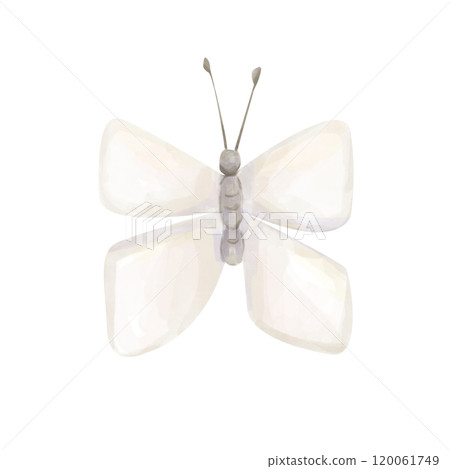 Watercolor Illustration Insect White Butterfly Old Vintage Style Clipart for Printing and Web Design 120061749