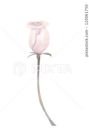 Watercolor Illustration Flower Rose with Half Open Bud on Long Stem Delicate, Old Vintage Style, Clipart for Design for Printing and Web 120061750