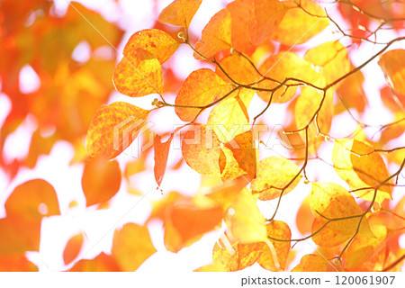 Autumn leaves Autumn leaves 120061907