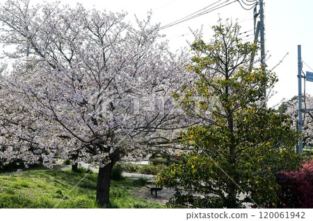 Cherry blossoms at Shinozaki Park in Edogawa Ward, Tokyo 120061942