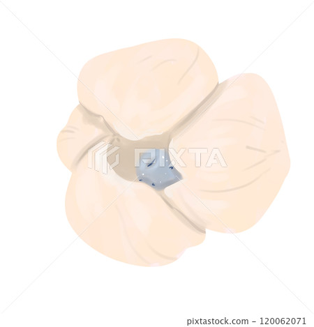 Flower bud anemone cream, element from the set magic library, color digital illustration for printing and web use Flower bud anemone cream, element from the set magic library, color digital illustration for printing and web use 120062071