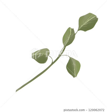 Branch with rounded leaves green picturesque element from the set magic library, color digital illustration for printing and web use Branch with rounded leaves green picturesque element from the set magic library, color digital illustration for printing and web use 120062072