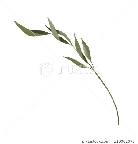 leaf, watercolor, foliage 120062073