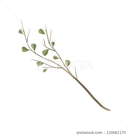 Branch with birch leaves in a picturesque style, element from the magic library set, for printing and web design 120062175