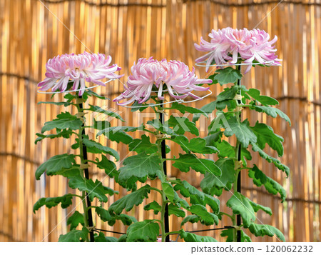 Chrysanthemum three-piece arrangement Chrysanthemum three-piece arrangement 120062232