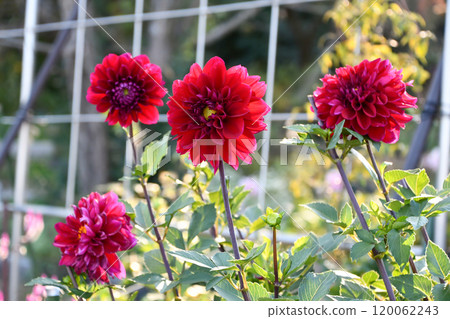 Dahlia "Daiki" Dahlia "Daiki" 120062243