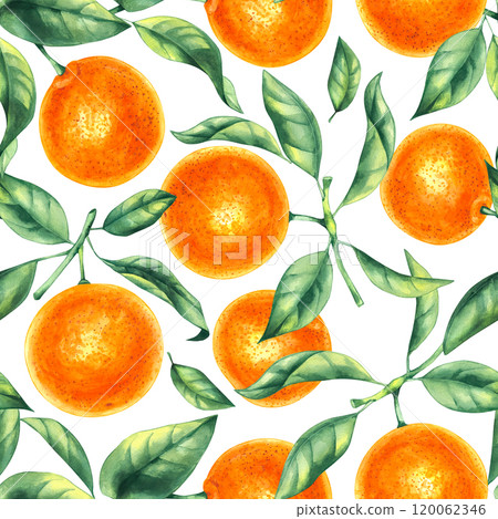 Watercolor orange tropical fruit hand drawn Watercolor orange tropical fruit hand drawn 120062346